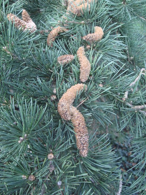Cedrus deodara chaton male